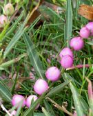 Eremophila debilis