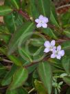 Eremophila debilis