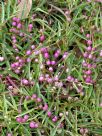 Eremophila debilis