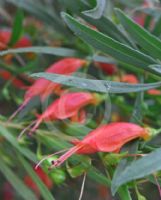 Eremophila decipiens
