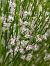 Eremophila dempsteri