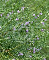 Eremophila divaricata