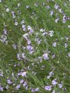 Eremophila gibbifolia