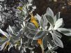 Eremophila glabra Kalbarri Carpet