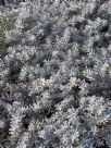 Eremophila glabra Kalbarri Carpet