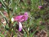 Eremophila maculata