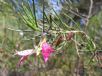 Eremophila maculata