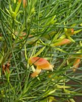 Eremophila oldfieldii angustifolia