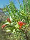 Eremophila oldfieldii angustifolia