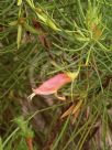 Eremophila oldfieldii angustifolia