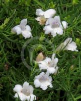 Eremophila polyclada