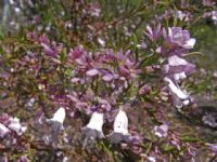 Eremophila psilocalyx