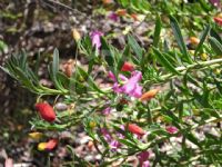 Eremophila racemosa