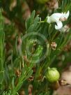 Eremophila racemosa