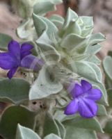 Eremophila warnesii