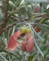 Eremophila youngii