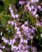 Erica carnea