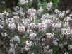 Erica darleyensis Silberschmelze