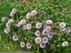 Erigeron glaucus