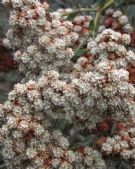 Eriogonum giganteum