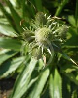 Eryngium agavifolium