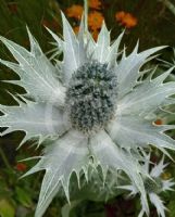 Eryngium giganteum