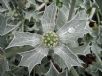 Eryngium maritimum