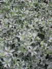 Eryngium maritimum