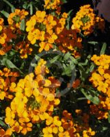 Erysimum marshallii