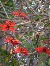 Erythrina coralloides