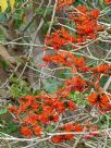 Erythrina sykesii