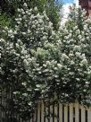 Escallonia Iveyi