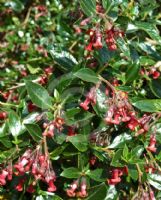 Escallonia rubra macrantha