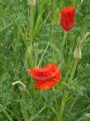 Eschscholzia californica