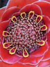 Etlingera elatior