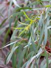 Eucalyptus amygdalina