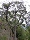 Eucalyptus amygdalina