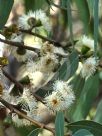 Eucalyptus baeuerlenii