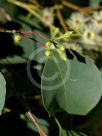 Eucalyptus baueriana