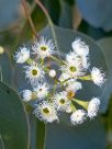 Eucalyptus baueriana