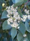 Eucalyptus baueriana