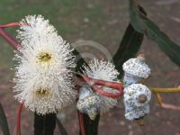 Eucalyptus bicostata