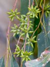 Eucalyptus blakelyi