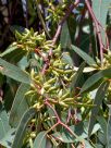 Eucalyptus blakelyi