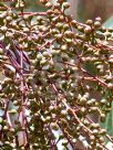 Eucalyptus blakelyi