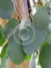 Eucalyptus camphora