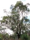 Eucalyptus camphora