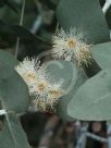 Eucalyptus cinerea cinerea