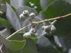 Eucalyptus cordata