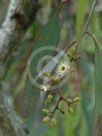 Eucalyptus crebra